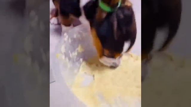 Помог ушастику☺️