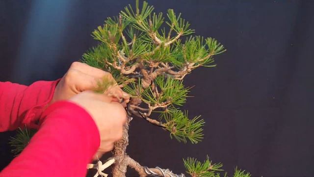 ? PINUS DENSIFLORA BONSAI - Diseño (1ª PARTE) смотреть онлайн