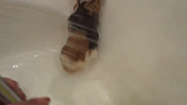 Улетное купание морских свинок! смотреть онлайн