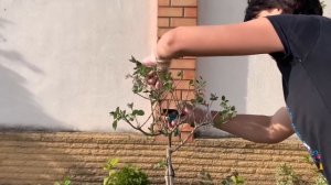 СИРЕНЬ ОТЦВЕЛА, ЧТО ДЕЛАТЬ? Сирень Мейера. ОБРЕЗКА СИРЕНИ.