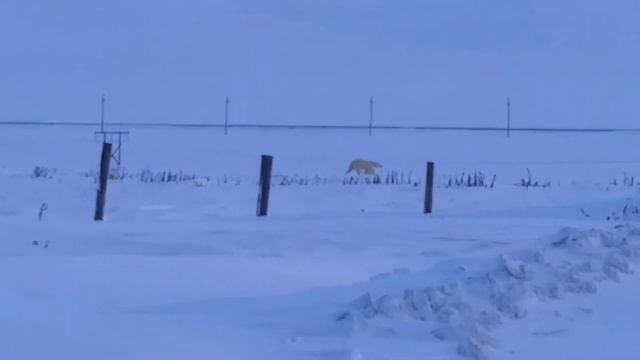 Белый медведь заблудился, до моря 170 км.... смотреть онлайн