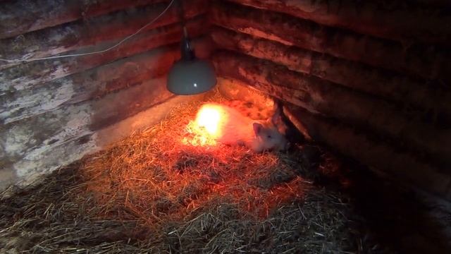 Пополнение в хозяйстве! Стройка модульного сарая продолжается! Немного будней фермера! смотреть онлайн
