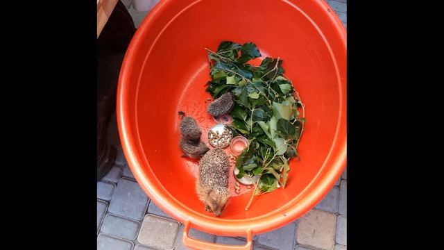 Слайд-шоу "Ежики пришли в гости" смотреть онлайн