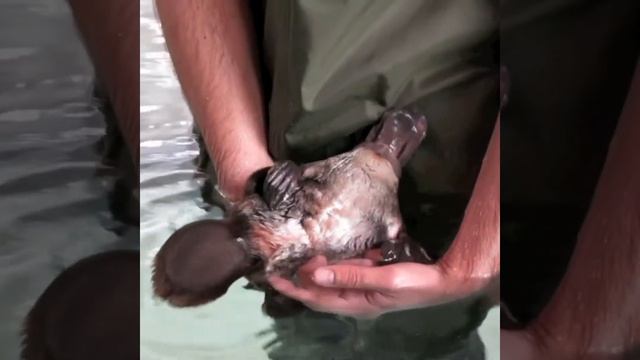 Самый милый Утконос / Детёныш утконоса