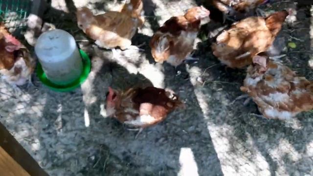 Куры несушки на дачном участке: уход за курами несушками. Содержание кур смотреть онлайн