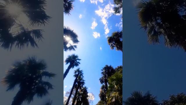 Аллея пальм / Крым / Никитский ботанический сад / Avenue of Palm Trees смотреть онлайн