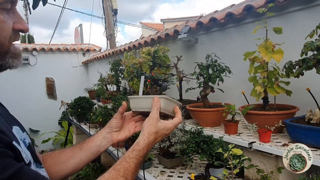 Tour por un maravilloso Jardín de Bonsáis / Jardín Suculento смотреть онлайн