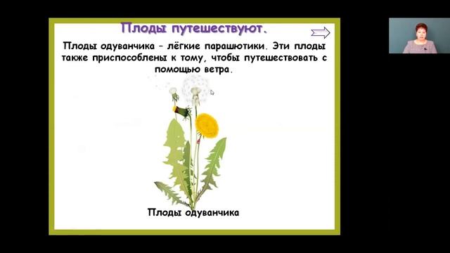 Окружающий мир 3 класс 10-11 недели. Разнообразие растений. Охрана растений смотреть онлайн