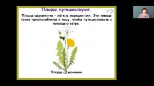 Окружающий мир 3 класс 10-11 недели. Разнообразие растений. Охрана растений