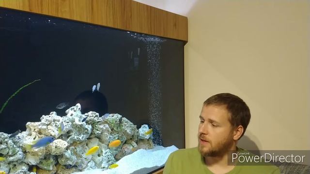 Отстаивать воду для аквариума? да или нет ? смотреть онлайн