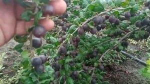 крыжовник сорт Черносливовый