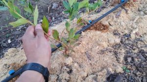 Обзор плантации голубики и Удобрения и микроэлементы для  голубики