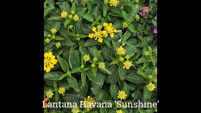 Amy's Gardening Thoughts episode 5 смотреть онлайн
