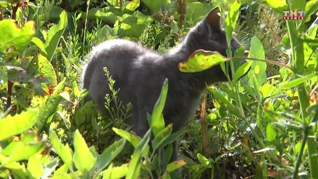 Продолжается строительство приюта смотреть онлайн