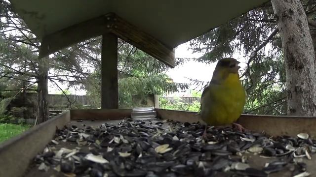 Бёрдвотчинг #25 Крупным планом Зеленушка смотреть онлайн