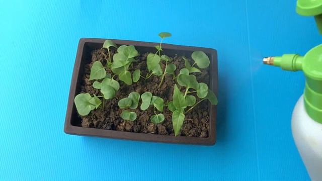 Mirabilis jalapa смотреть онлайн