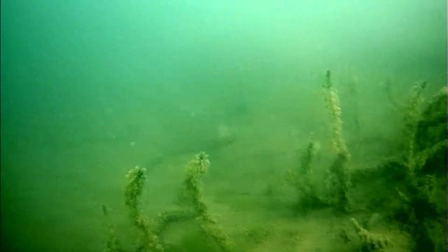 рыба 27 июня смотреть онлайн