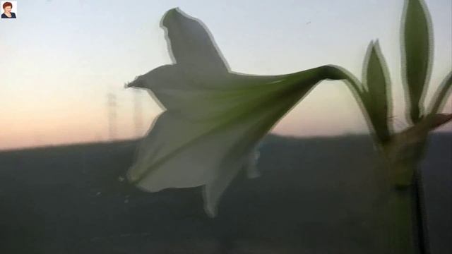 ГИППЕАСТРУМ (АМАРИЛЛИС) от РОМАННЫ (Hippeástrum) смотреть онлайн