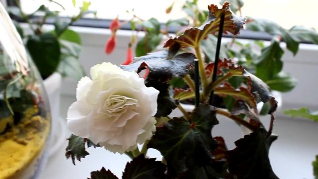 Мой опыт выращивания бегонии из семян. [Надежда и мир] смотреть онлайн