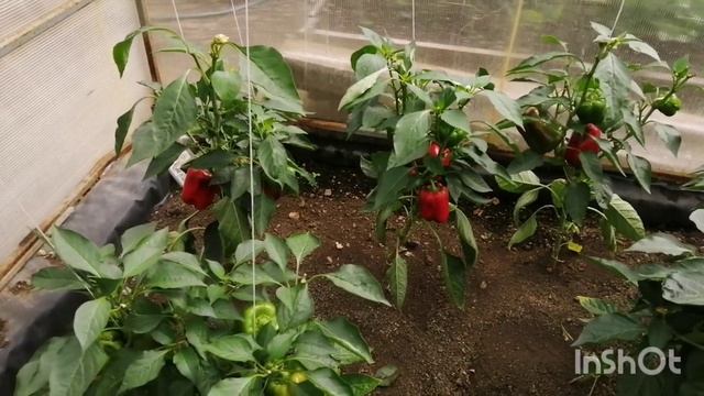 11.08.22 Возвращаюсь к подсчёту калорий-мой вкусный похудейский рацион на 1500 кк-гроза-сад-пою смотреть онлайн