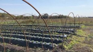 Борьба от нематоды мой опыт. #клубника #вредительнематода