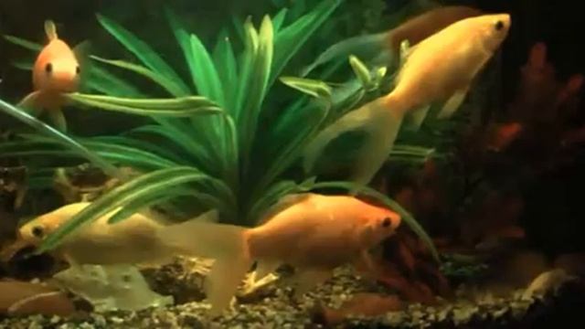 PANASONIC Il mio primo filmato SLOW MOTION HS300.avi смотреть онлайн