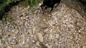 Как приучить Собаку к Выстрелу, Фейерверку и Петардам. Воспитание Щенка. Русский спаниель.