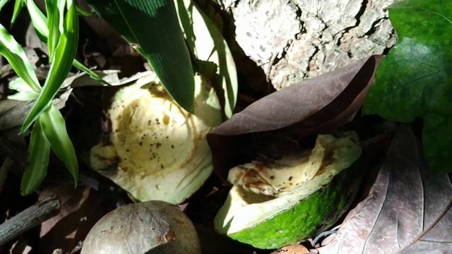 Avocado "Rana" (Persea americana) is incredibly prolific смотреть онлайн