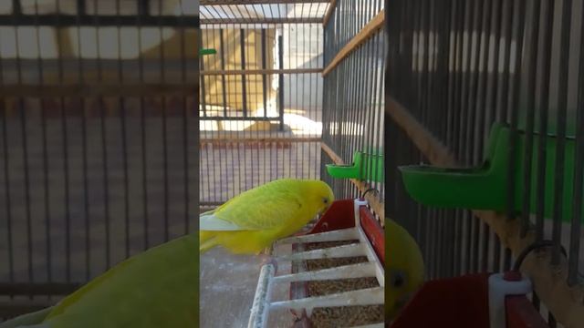 Help |Pajarita u Pajarito | Quien Sabe?|هذا الطائر - 2021 смотреть онлайн