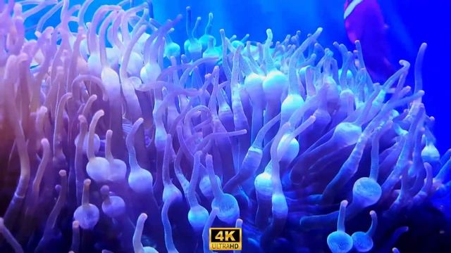 Мощный гипноз медитация . очищает от страха и тревоги. смотреть онлайн