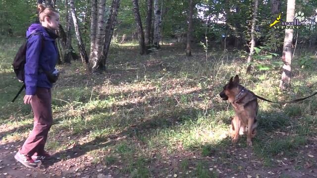Команда голос, как теперь научить собаку молчать? смотреть онлайн