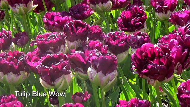 Tulip Blue Wow - Tulip Bulbs From Holland