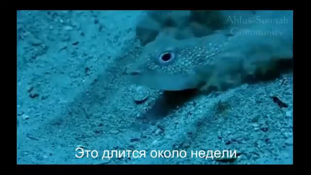 невероятно умная рыба смотреть онлайн