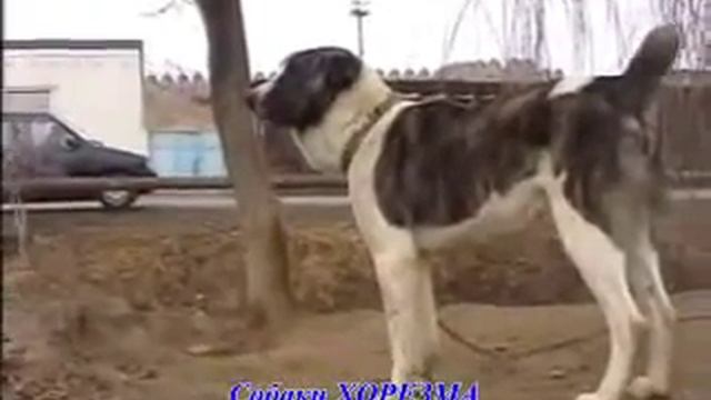 Собаки старого Хорезма (Ургенч) смотреть онлайн