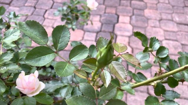 Growing White Eden Climber Rose in 4-Gallon Container смотреть онлайн