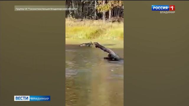 Во Владимирской области запечатлели волка, с легкостью переплывающего реку смотреть онлайн