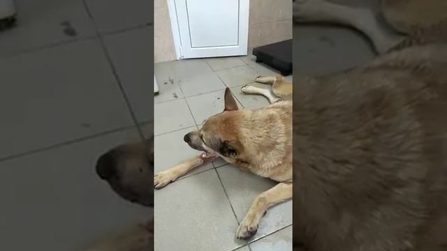 Шарику очень плохо,язык синий,хрипит.Вывели его на процедуры,обработали,укольчики сделали.? смотреть онлайн