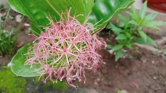 How to care Powder puff lily/Blood lily/May lily/Catherine wheel/Poison Root/Ball lily/Football lil смотреть онлайн