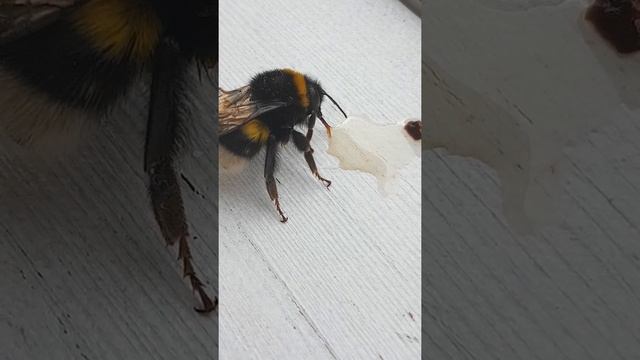 Откармливаем шмеля мёдом / Bumblebee eats honey ? смотреть онлайн
