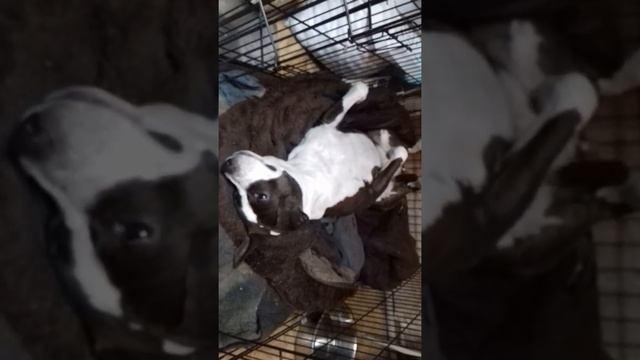 Отдых стаффорда после растопки печи. смотреть онлайн