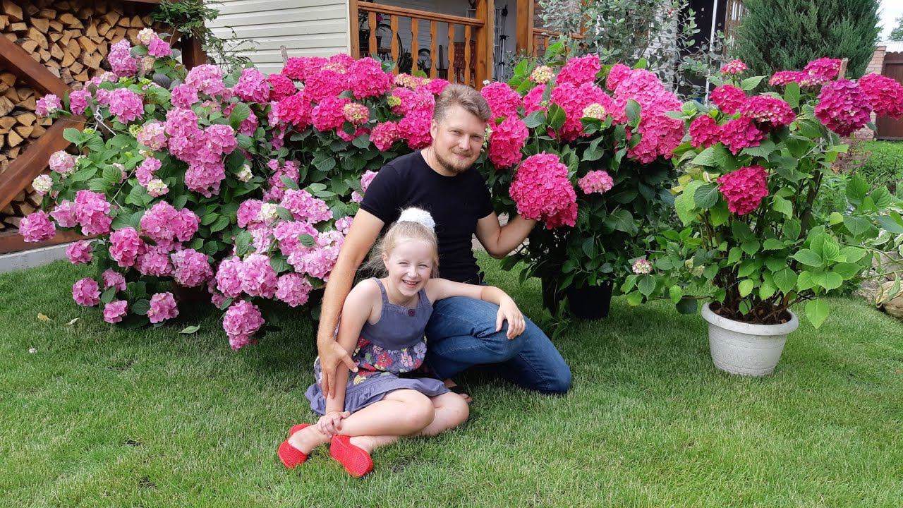 Все секреты выращивания крупнолистной гортензии смотреть онлайн