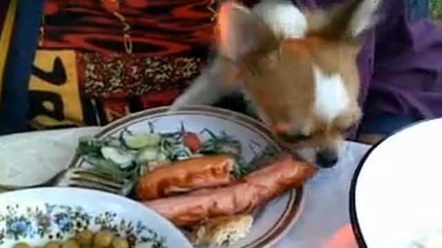 Рокки кушает.mp4 смотреть онлайн