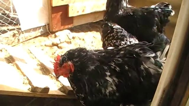 Мраморные Орпингтоны... смотреть онлайн