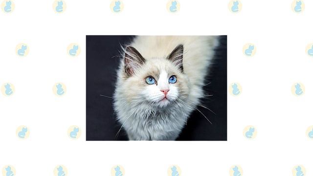Turkish Angora Cat VS. Ragdoll Cat смотреть онлайн
