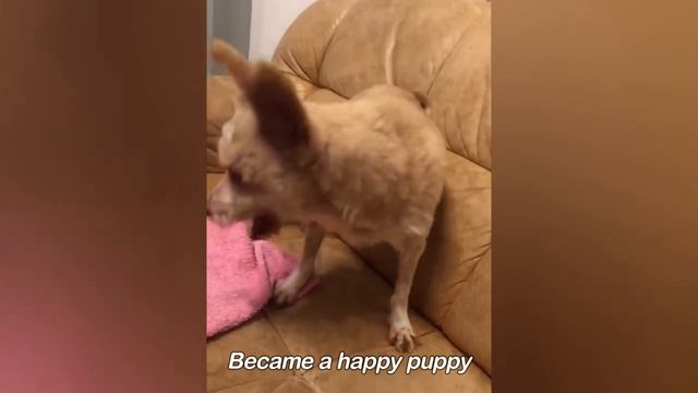 Poor dog was trapped 6 years in cage because chasing chickens смотреть онлайн