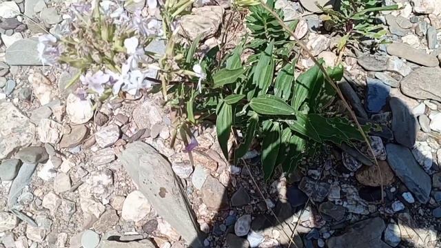 Saponaria officinalis, a planta sabão! смотреть онлайн