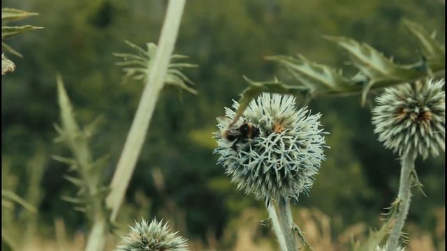 Canon 550d + Индустар 50-2 смотреть онлайн