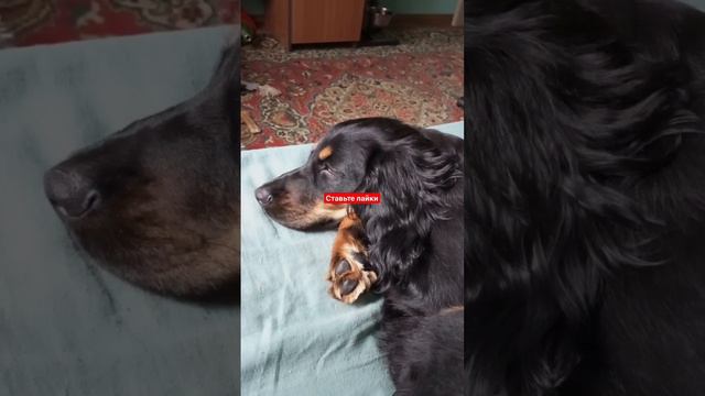 плюшевые уши. русский спаниель#puppy #щеночек смотреть онлайн