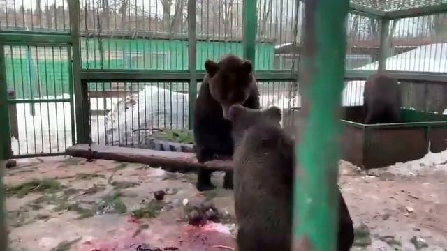 Дикуша и Умка смотреть онлайн