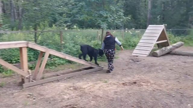 Ризеншнауцер Grand Gabriel NANDA DEVI RISE (Grand Gabriel Ferrari* Vidnails Morgan Star )